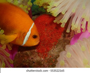 a little clown fish takes care its eggs