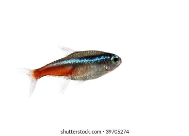 Fishes Gregariously Images Stock Photos Vectors Shutterstock