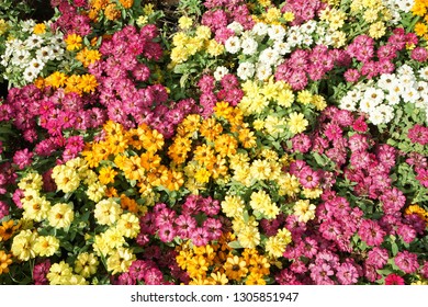 Little Colorful Flowers Garden Stock Photo 1305851947 | Shutterstock