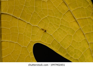 Little Colorless Spider  With See Through Body On A Yellow Papaya Leave