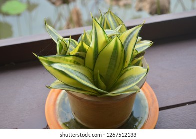 A little container of Sansevieria trifasciata aka mother-in-law's tongue, in little pot being displayed beside the window arranged as a corner for relaxing and overwatching the view of the pond 