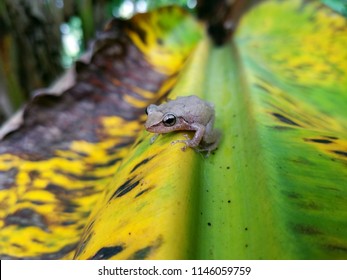 A little Coqui (frog) over a banana leaf. 