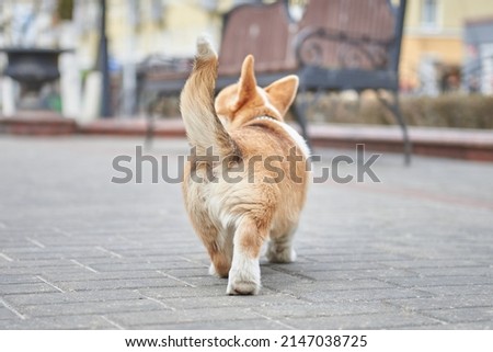 little corgi puppy playfully wags its tail and runs