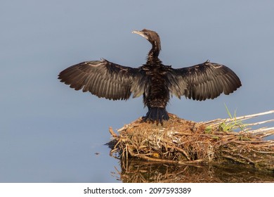 Little Cormorant Basking And Showing Complete Wing Span