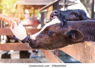 Little Cow Feeding From Milk Bottle In Farm.