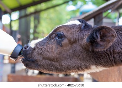 Little Cow Feeding From Milk Bottle In Farm.