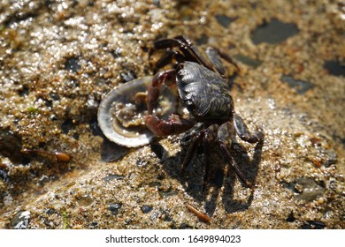 Little crab is eating a shellfish