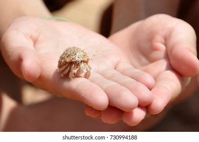 Little crab in the palm of the child - Shutterstock ID 730994188