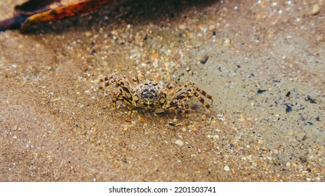 Little Crabs Walking Foraging On The Beach Sand

