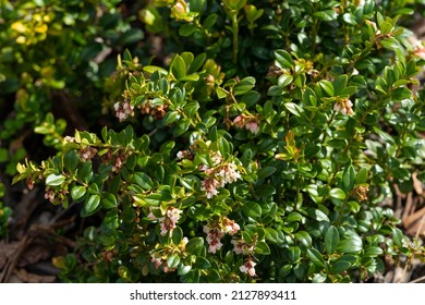 Little Cranberry Bush Flowers In Spring.