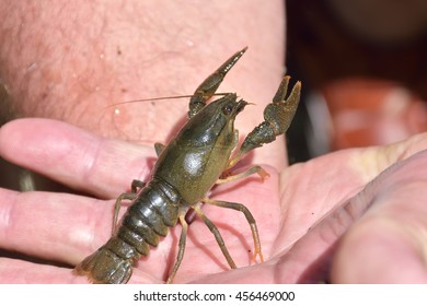 Crawfish Ponds Hd Stock Images Shutterstock