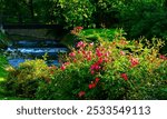 Little creek in green nature and pink rose bush