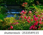 Little creek in green nature and pink rose bush