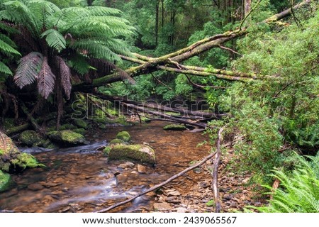 Little Creek in the Tasmanian wilderness, Australia
