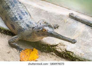 Little crocodiles in a Sanctuary in Chitwan NP, Nepal