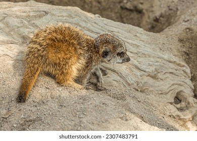 The little cub meerkat sits on a rock. The meerkat (Suricata suricatta) is a small mongoose that lives in the savanna, shrubland, grassland and desert in Botswana, Namibia, Angola and in South Africa.