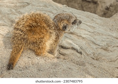 The little cub meerkat sits on a rock. The meerkat (Suricata suricatta) is a small mongoose that lives in the savanna, shrubland, grassland and desert in Botswana, Namibia, Angola and in South Africa.