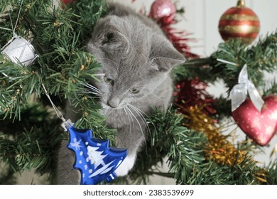 Little Curious Gray Kitten Plays with Christmas Tree. Small Kitty Climbing on The Fir Tree with Festive Decoration. New Year Celebration. Funny Situation with Pet. Domestic Animals During the Holidays - Powered by Shutterstock