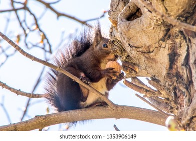 Little curious squirrel hiding in the branches in Puigcerda, Girona, Spain - Shutterstock ID 1353906149