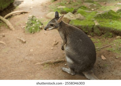 a little curious wallaby standing in a forest path - Powered by Shutterstock