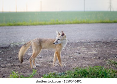 112件の チベットスナギツネ の画像 写真素材 ベクター画像 Shutterstock