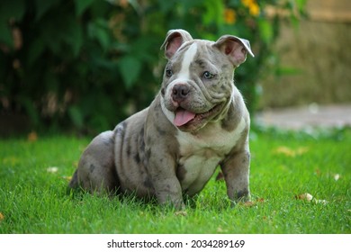 Little Cute American Bully Puppy Stock Photo 2034289169 | Shutterstock