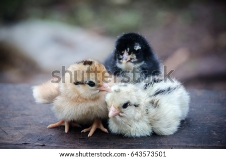 Little Cute Baby Chicks Stock Photo Edit Now 643573501 Shutterstock