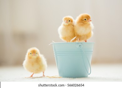 Little cute baby chicks in a bucket, playing at home, yellow newborn baby chicks