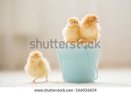 Little cute baby chicks in a bucket, playing at home, yellow newborn baby chicks