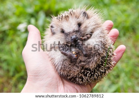 Little Cute Baby Hedgehog On Palm Stock Photo Edit Now 1062789812