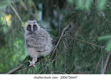 Baby Little Owl Hd Stock Images Shutterstock