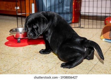 
Little cute black labrador retriever puppy pissing on the floor near a bowl of water