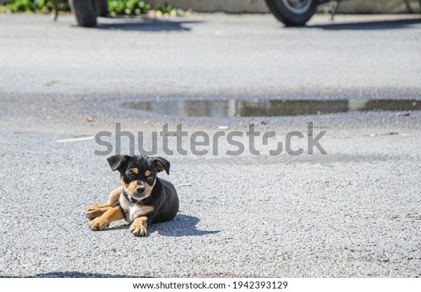 Little cute black puppy got hit\
by a car on a city road. Problem of treating stray animals, road\
accidents involving dogs. Selective focus, blurred\
background