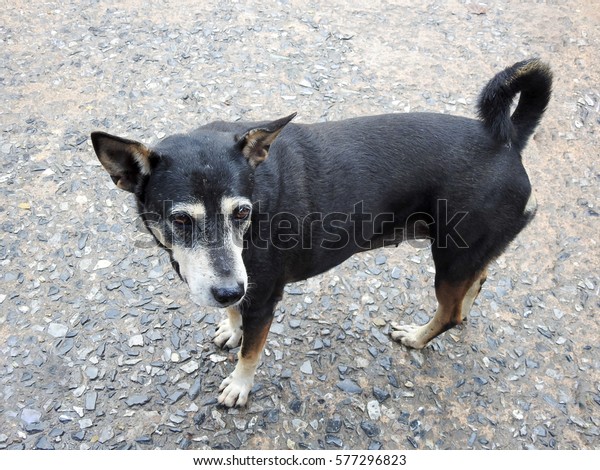 Little Cute Black Short Hair Dog Stock Photo Edit Now 577296823