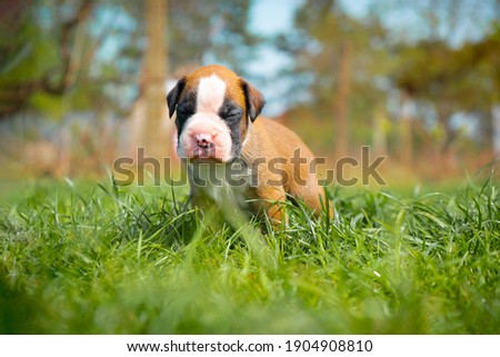 Little cute boxer puppy afraid of the grass