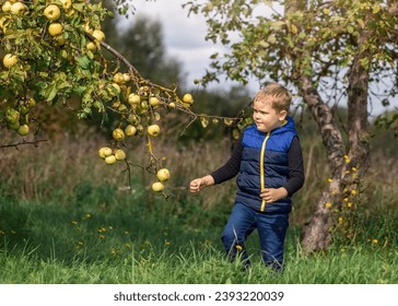 A little cute boy in the garden goes to pick ripe golden apples from a bountiful bowed branch of an apple tree.