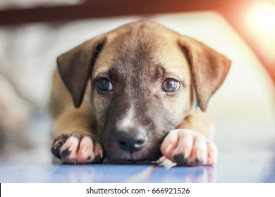 little cute brown puppy  laying down on blue floor, the eyes looking sad. - Shutterstock ID 666921526