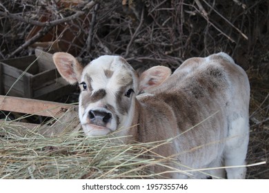 Little Cute Calf Eating Hay In The Barn