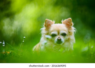 321 Chihuahua Circle Images, Stock Photos & Vectors | Shutterstock