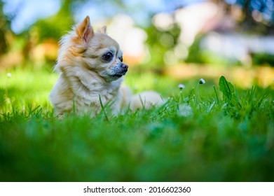 321 Chihuahua Circle Images, Stock Photos & Vectors 