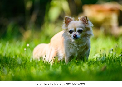 321 Chihuahua Circle Images, Stock Photos & Vectors | Shutterstock