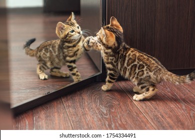 Little cute curious bengal kitten looking into the mirror of a wodrobe indoors