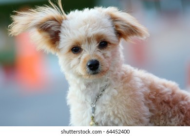 Little Cute Dog