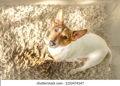 Little Cute Dog Jack Russell Terrier Sits On A White Carpet Near A Wet Puddle With Urine, Stained Floor, Guilty Sad Look, Top View