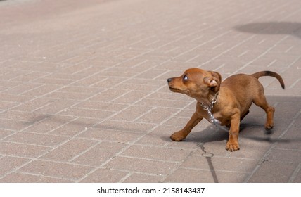 Little Cute Dog On Street Looking Scared Worried Alert Frightened Afraid Wide Eyed Uncertain Anxious Uneasy Distressed Nervous Tense. Copy-paste Space. Cruelty To Animals