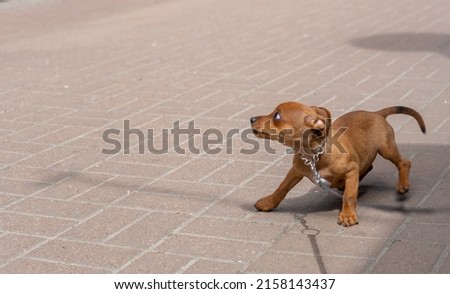 Little cute dog on street looking scared worried alert frightened afraid wide eyed uncertain anxious uneasy distressed nervous tense. copy-paste space. cruelty to animals