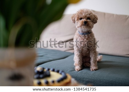 Little cute dog with a pie. Toypoodle.
