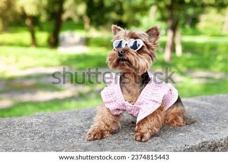 Little cute dog, Yorkshire Terrier breed, wearing a one-off dress and heart-shaped sunglasses, in an open space, against a blurry background of natural greenery. Valentine's day concept.