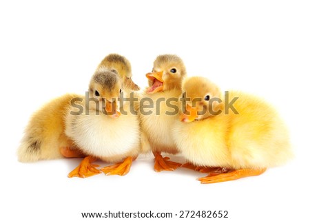 Little cute ducklings isolated