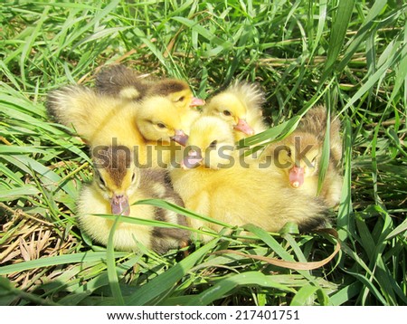 Similar – Image, Stock Photo Baby Muscovy ducklings Cairina moschata